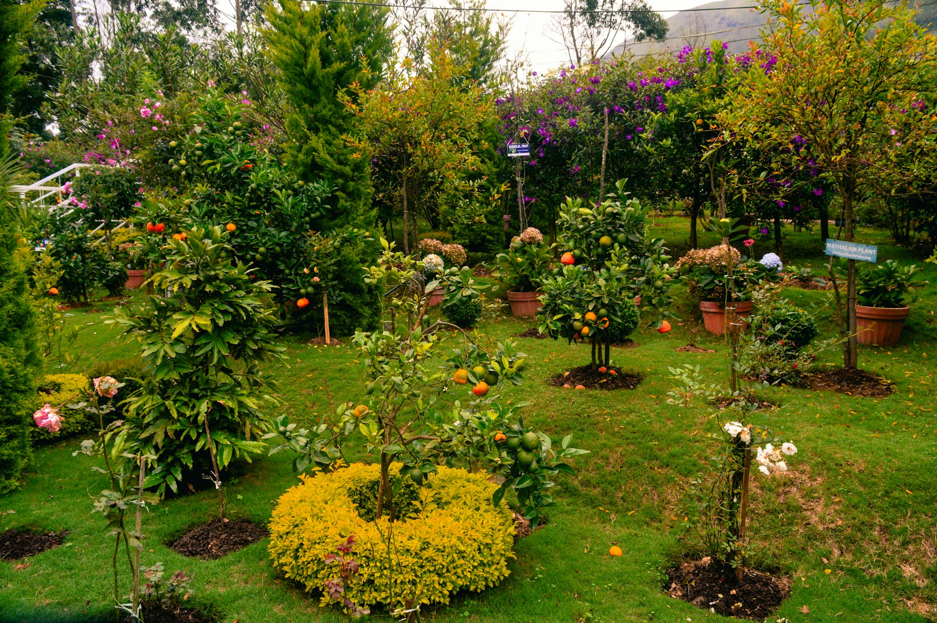 Unlocking the Wellness Benefits of Gardening: How Growing Green Improves Mind and Body