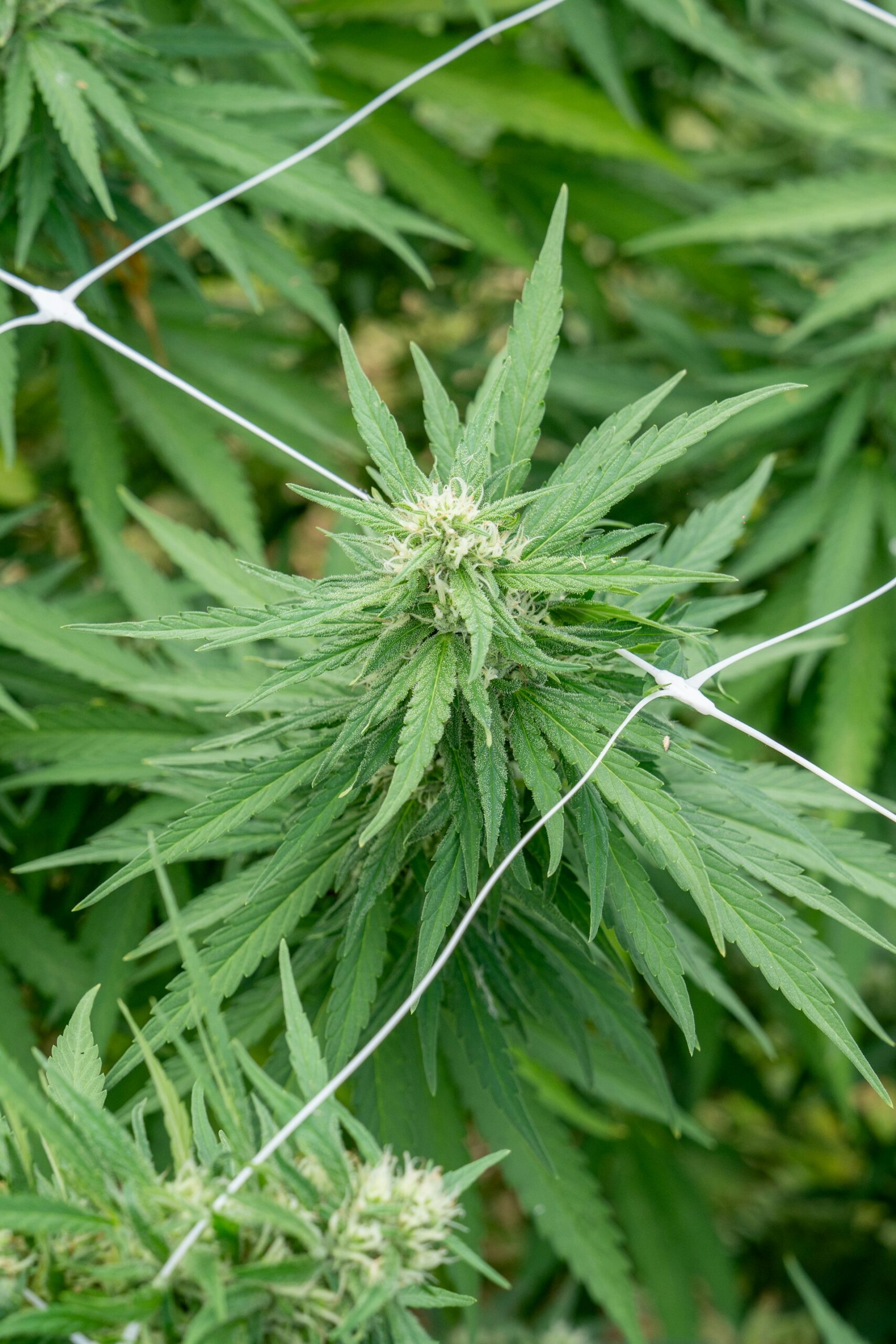 Understanding Cannabis Legality in Texas: Laws, Medical Use, and the 2025 Legislative Landscape