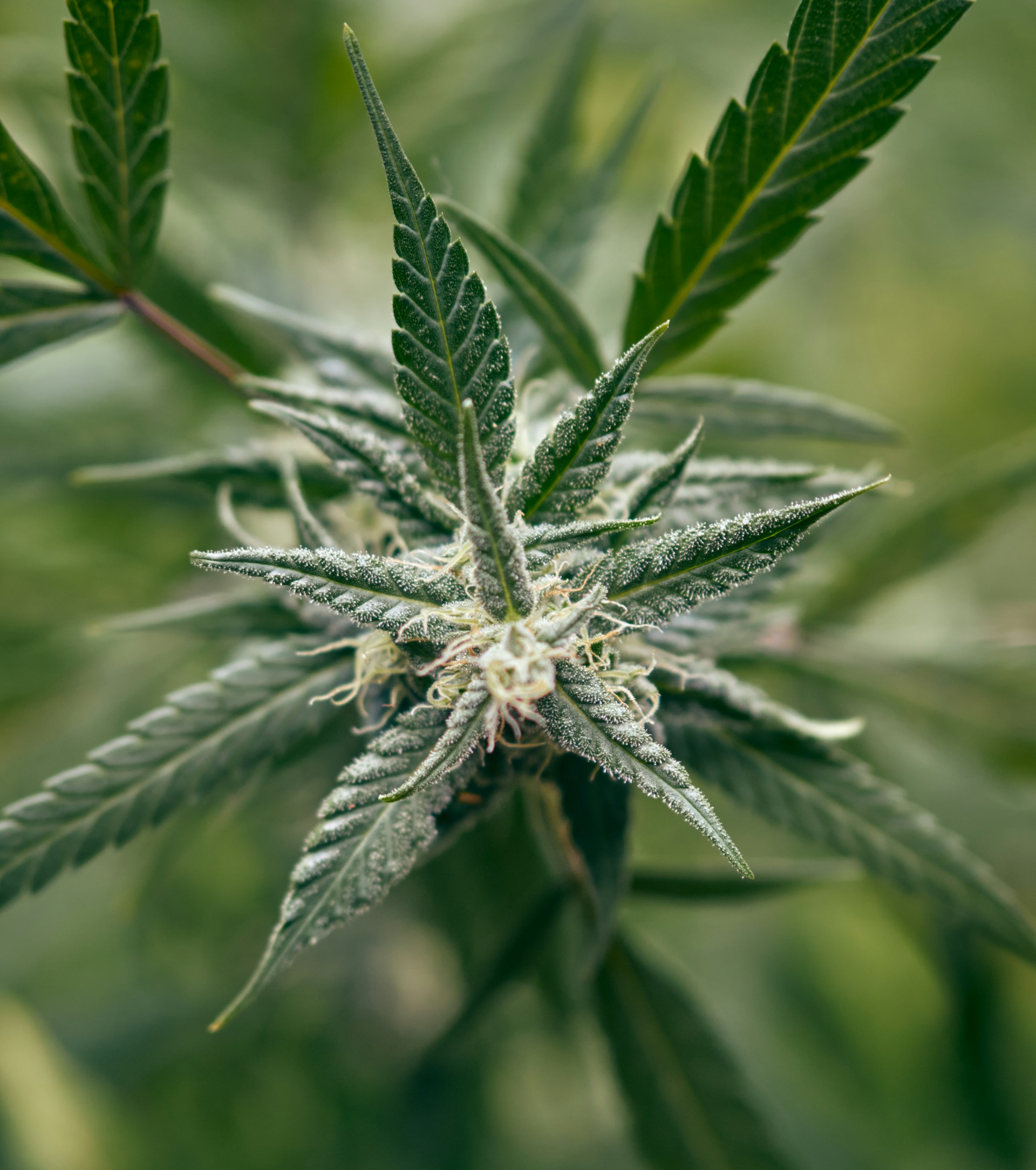 A Comprehensive Guide to U.S. States Where Recreational Marijuana Is Legal