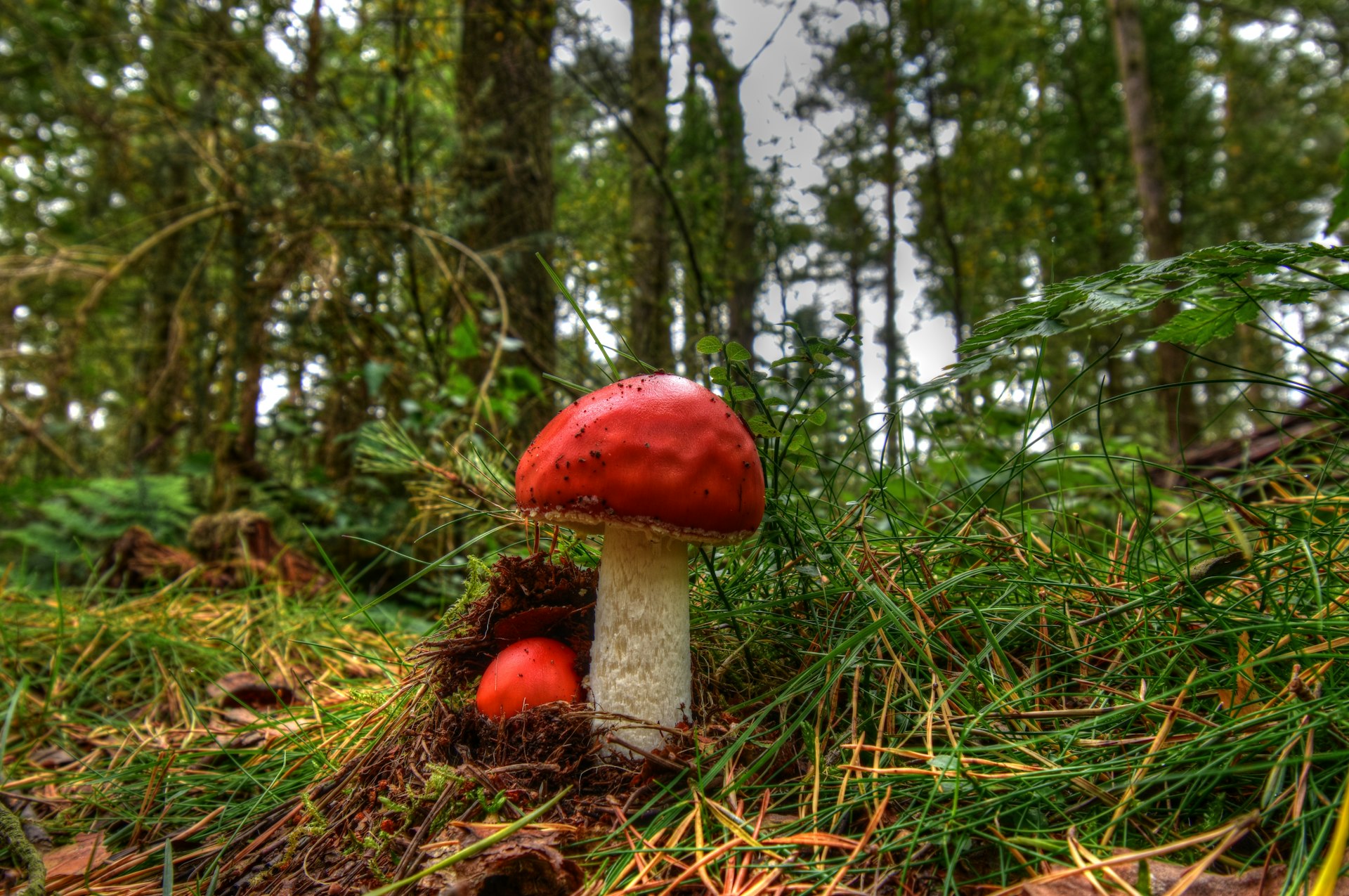 Understanding Mushroom Laws in Washington State: Legal Status, Access, and Future Outlook