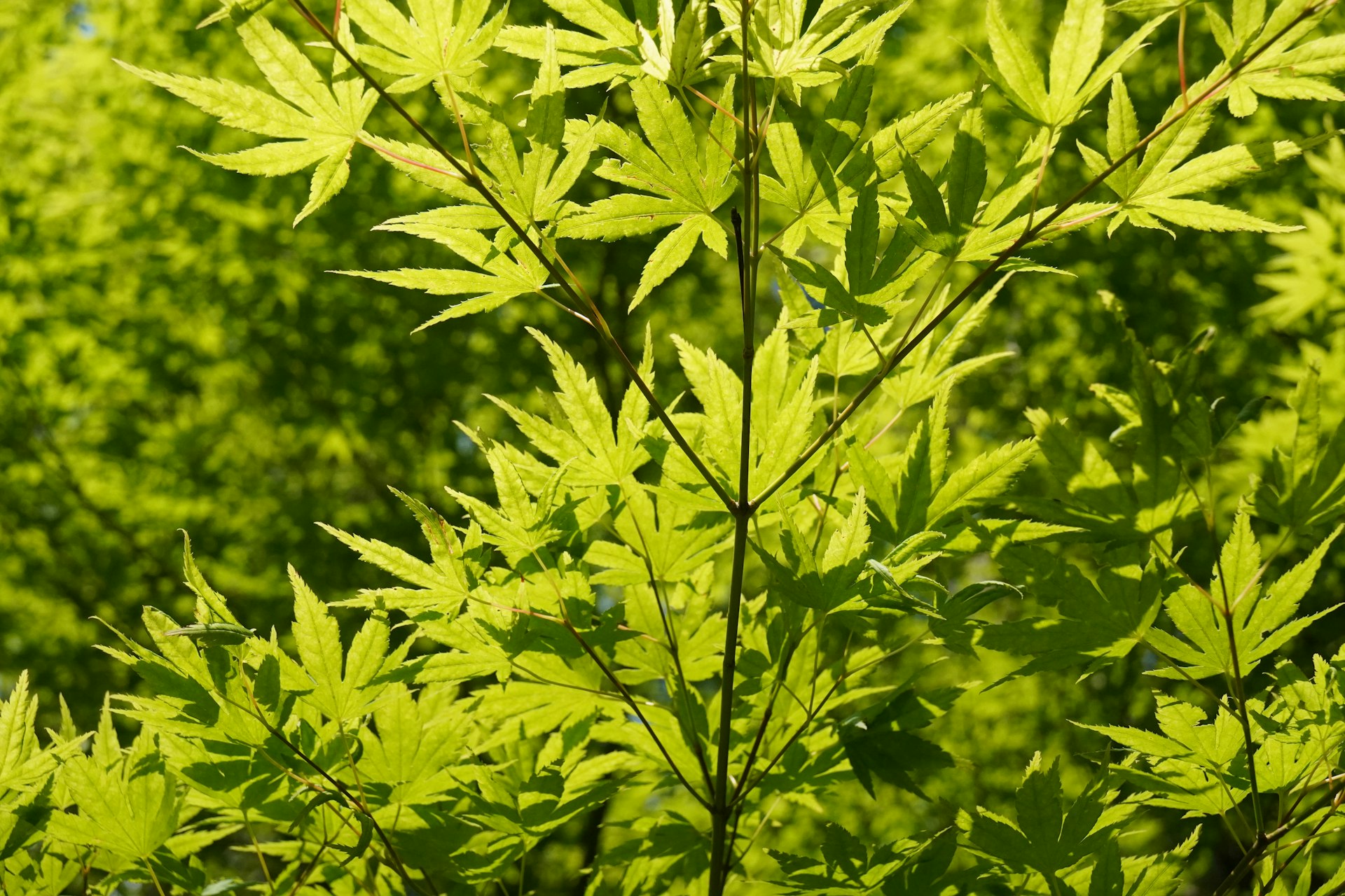 Understanding Weed Laws in Tennessee: What's Legal, What Isn't, and What's Changing