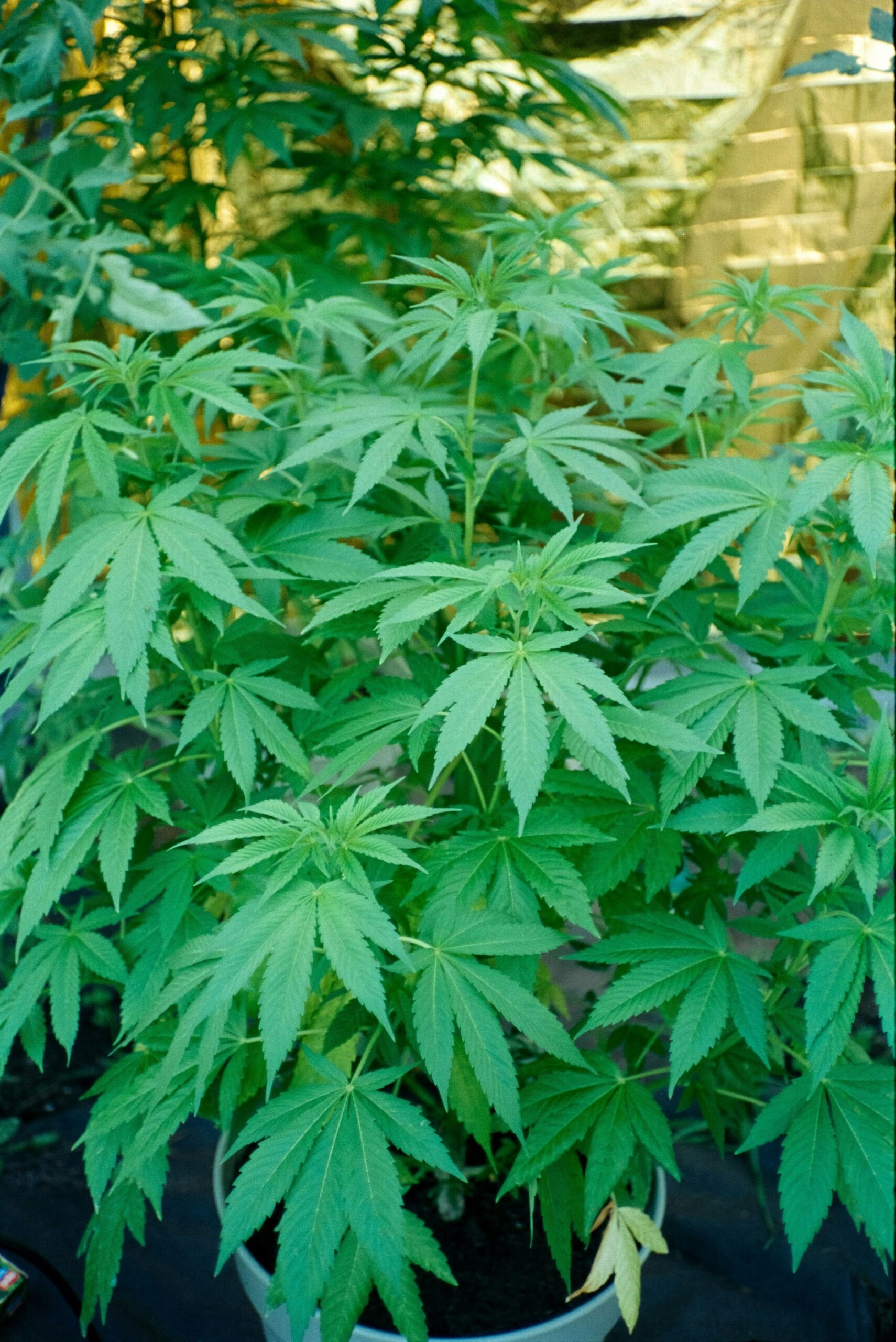 Pennsylvania's Path to Legal Weed: What Residents Need to Know in 2025