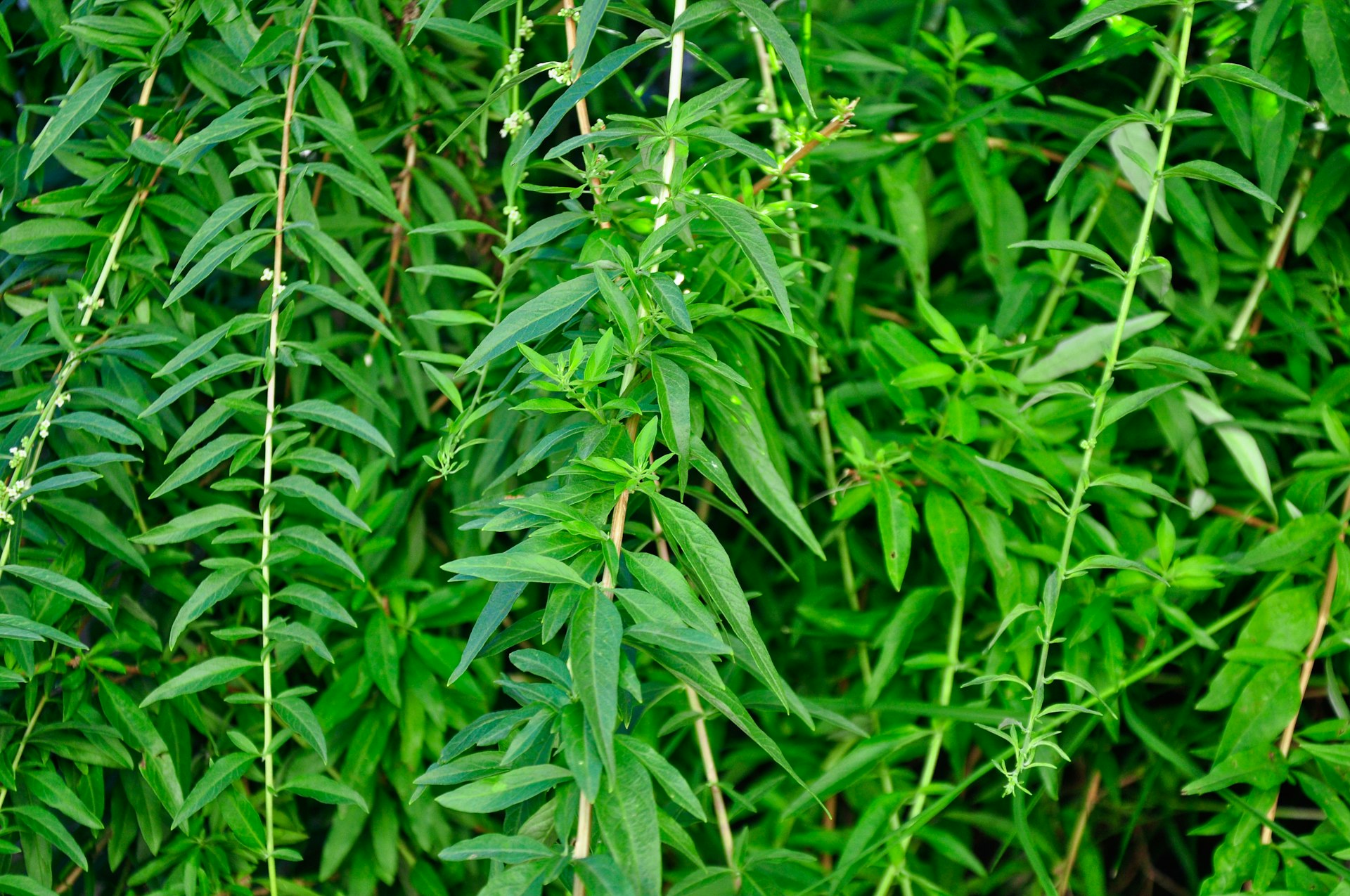Cannabis Laws and Legal Access in Kansas City: What Residents Need to Know