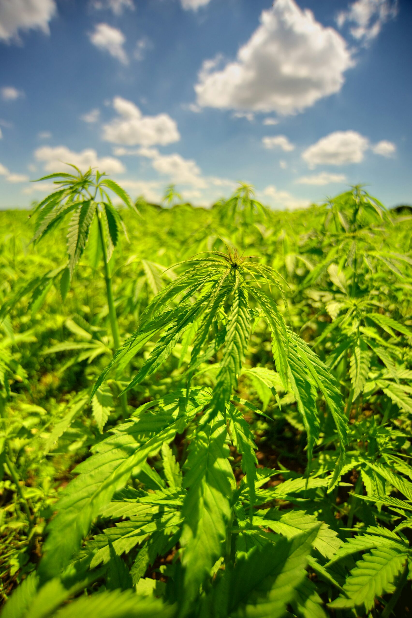 A Comprehensive Guide to U.S. States Where Recreational Marijuana Is Legal in 2024