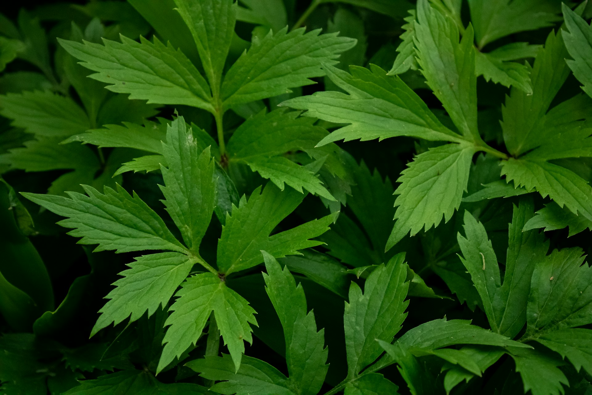 Marijuana Laws in Philadelphia 2024: Your Guide to Legal Status and Access
