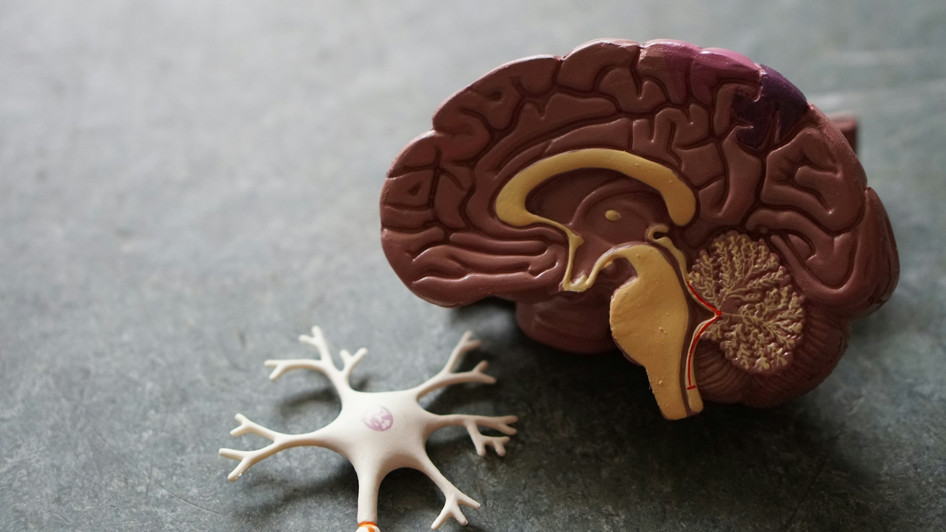 How Daily Habits Can Support Long-Term Brain Health